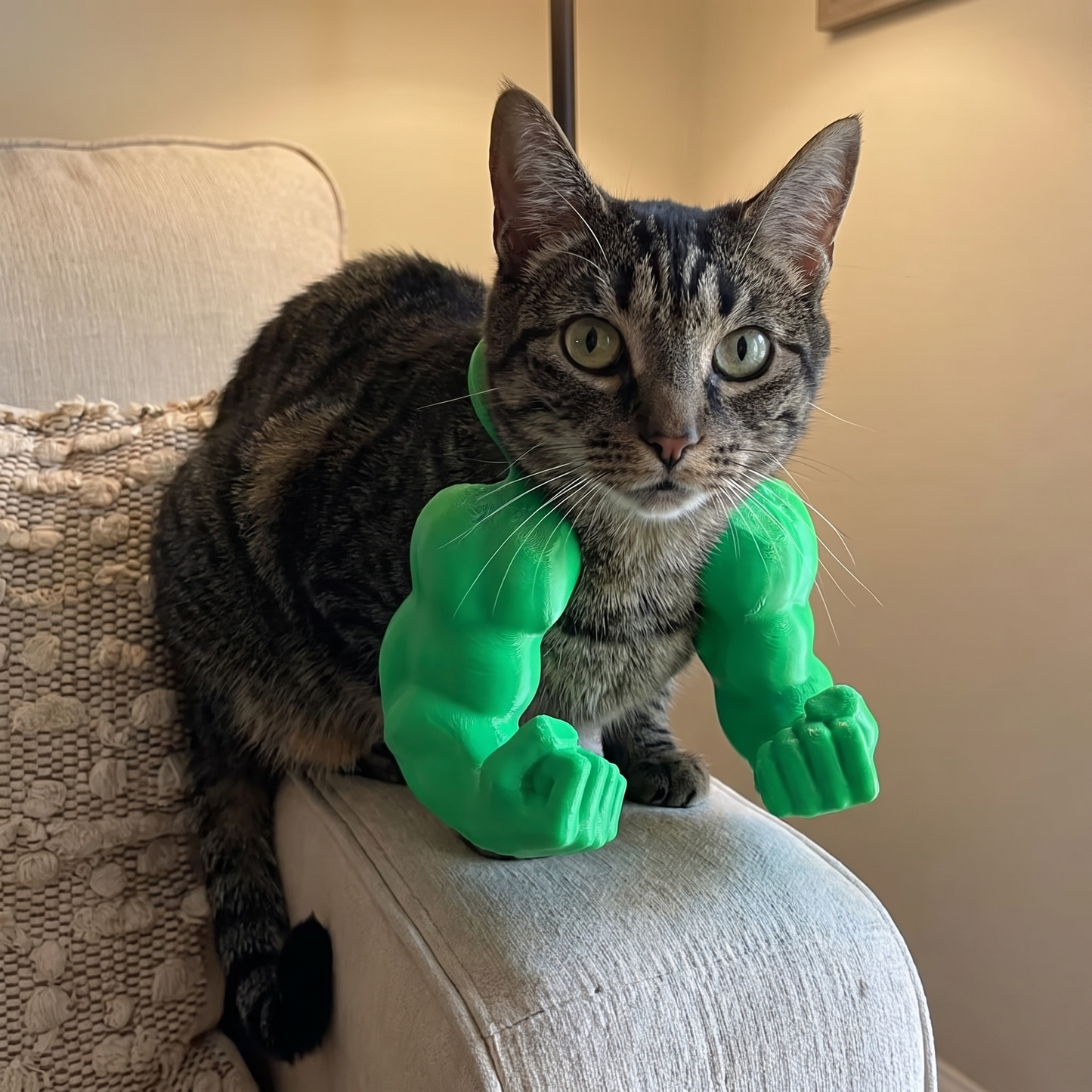 CK Funny Cat Muscle
